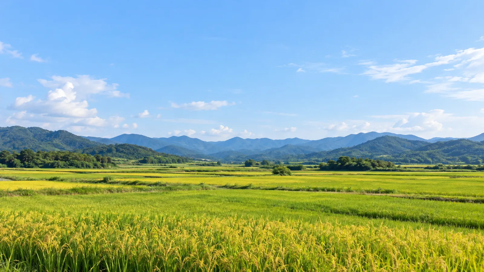 철원군의 넓은 평야와 논, 주변 산지의 지리적 특성을 참고해 만든 가상 농촌 풍경. 실제 사진이 아닌 AI 생성 지역 분위기 이미지입니다.