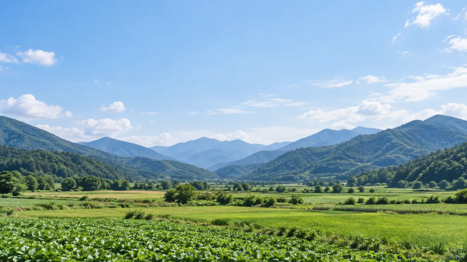 강원특별자치도 양구군의 산림과 농경지 특성을 참고하여 만든 가상 풍경으로, 푸른 산과 들판 위 넓은 하늘을 표현한 AI 분위기 이미지입니다. 실제 지역이나 학교·학원 건물을 촬영한 사진이 아닙니다.