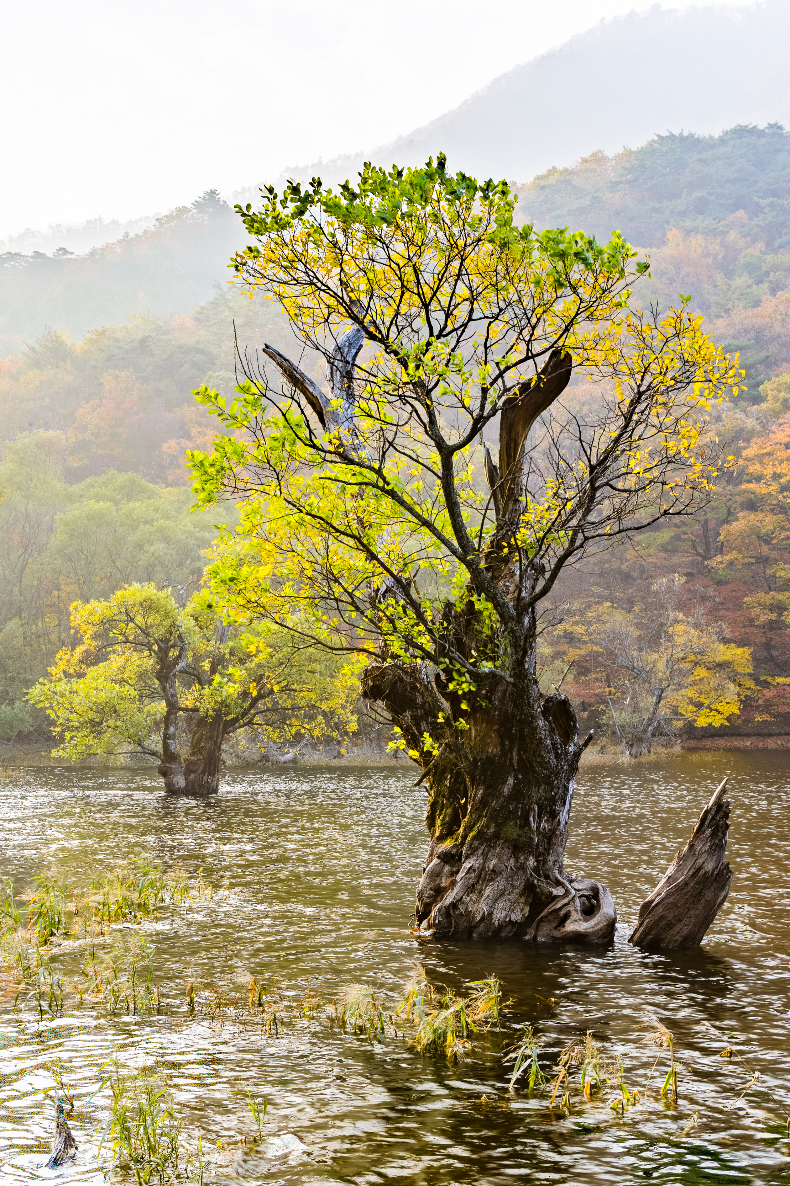 경상북도 청송군 주산지 경관 사진