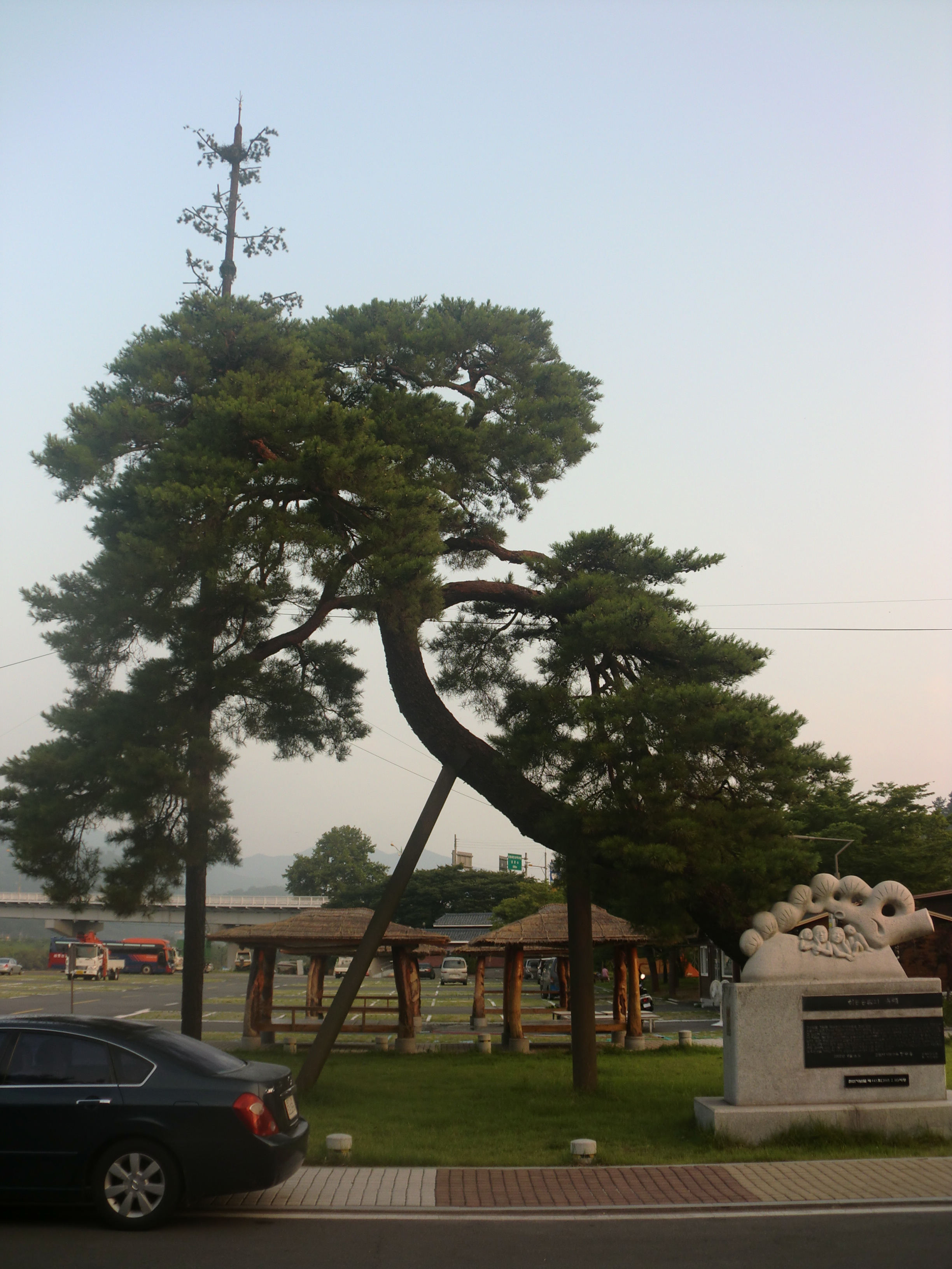 2012년 7월 31일 촬영한 경상남도 하동군 하동송림의 소나무 숲 풍경