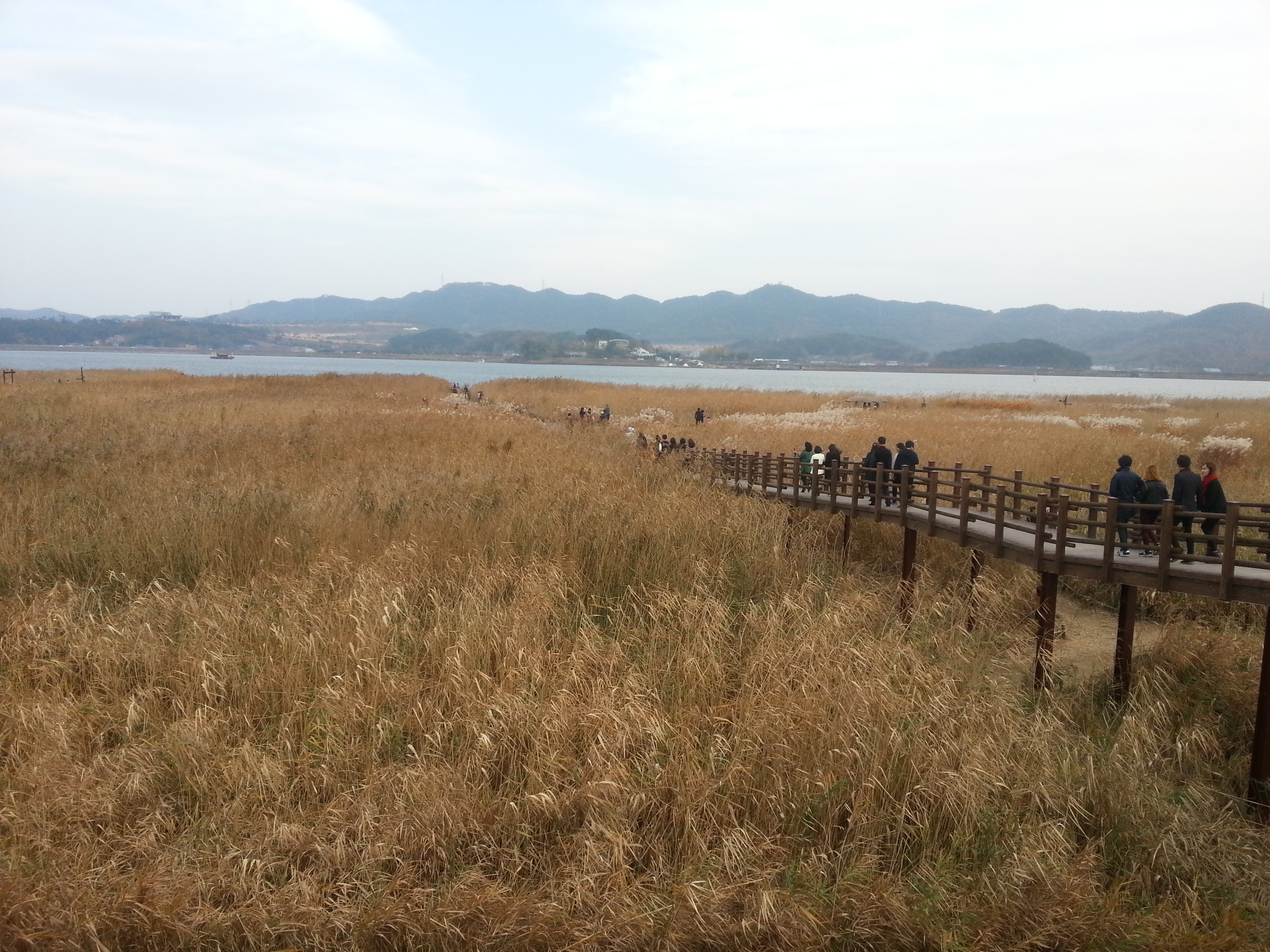 충청남도 서천군 신성리 갈대밭의 가을 전경